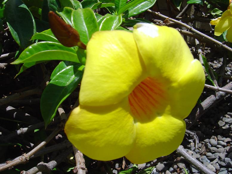 Canarie